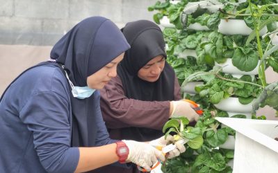 From Urban Farm to Food Security